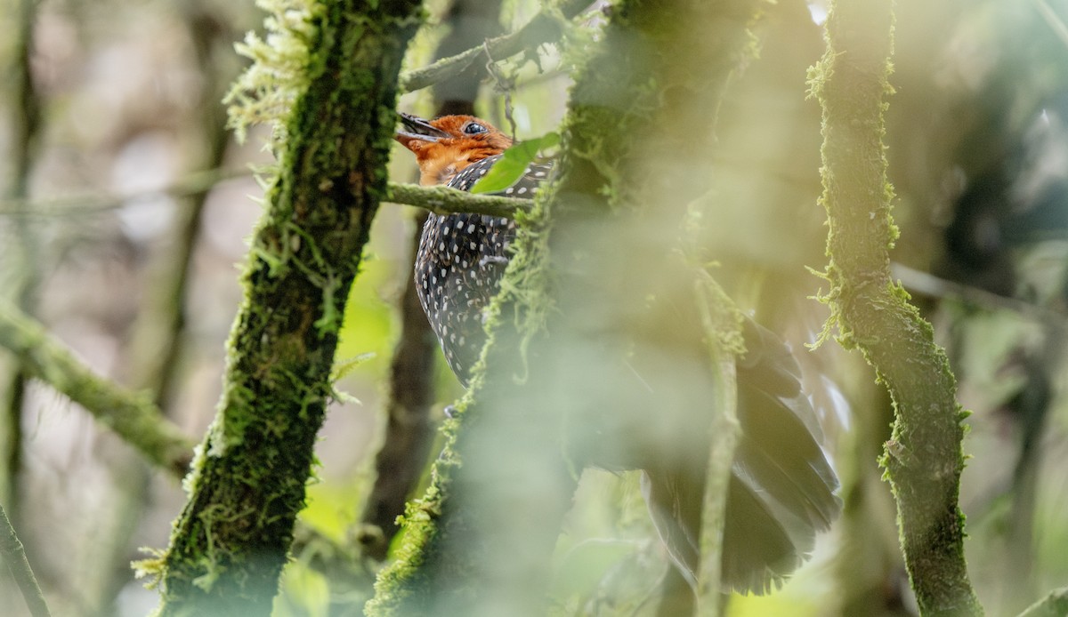 Ocellated Tapaculo - ML622853814