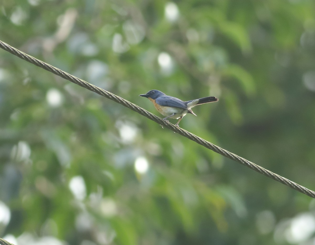 Tickell's Blue Flycatcher - Savio Fonseca (www.avocet-peregrine.com)