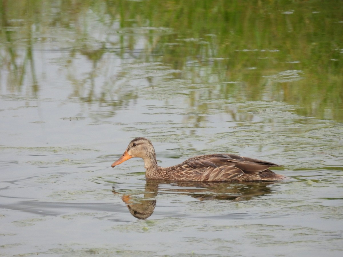 Canard colvert ou C. du Mexique - ML622853817