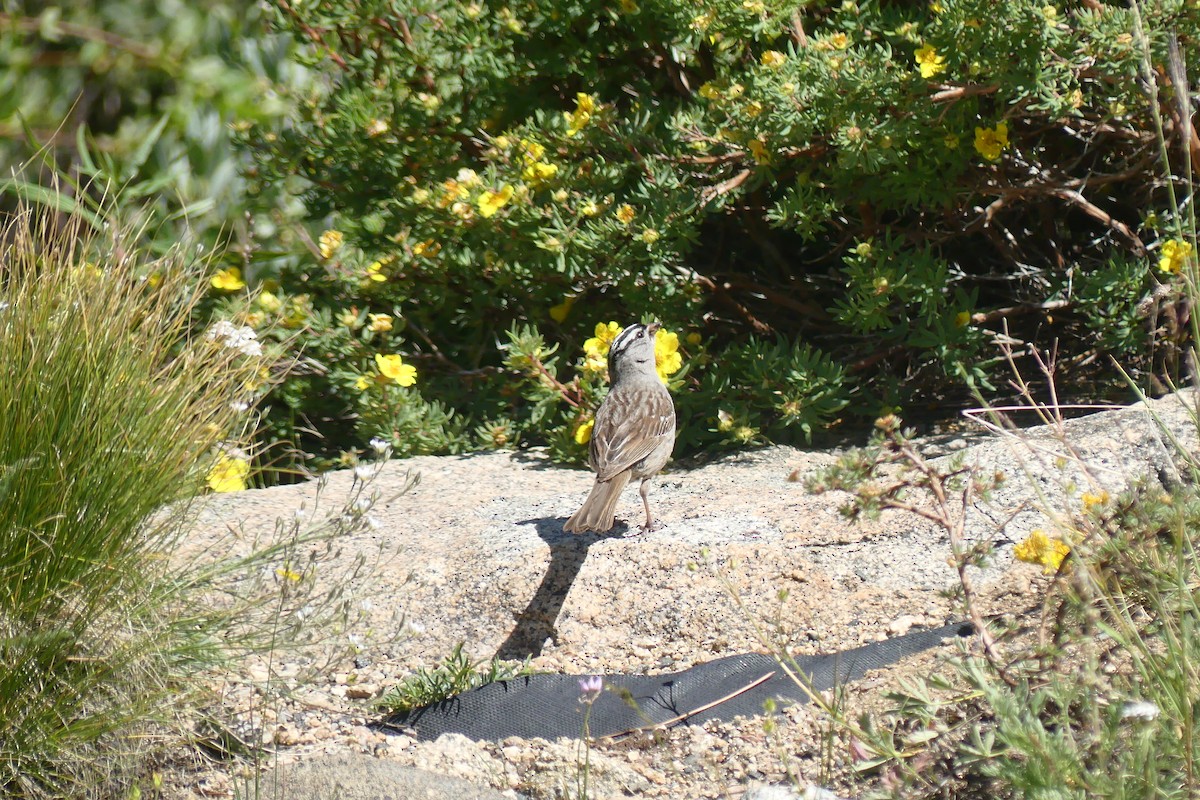 Bruant à couronne blanche - ML622853829