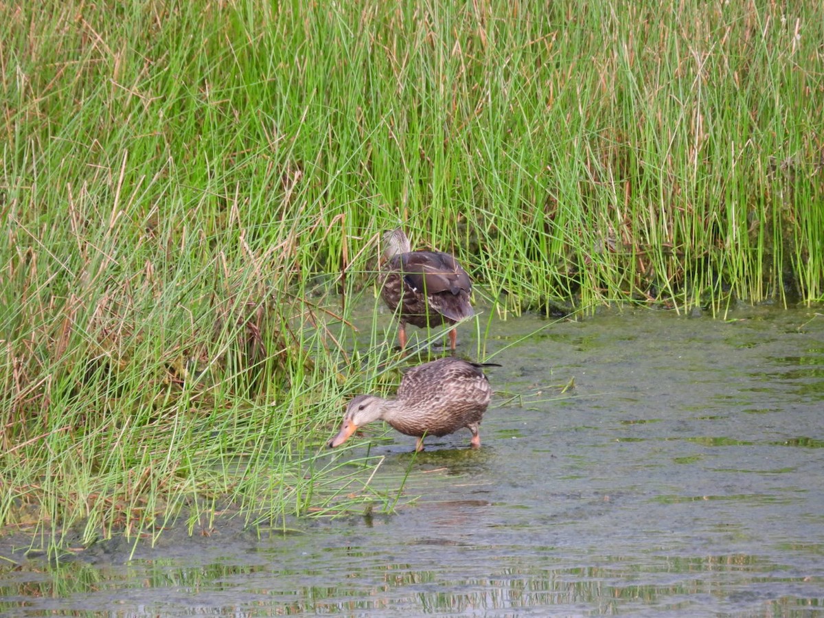 Canard colvert ou C. du Mexique - ML622853849