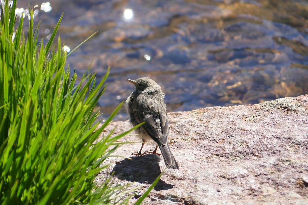 American Pipit - ML622853898