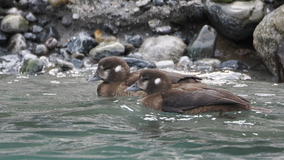 Harlequin Duck - ML622853914