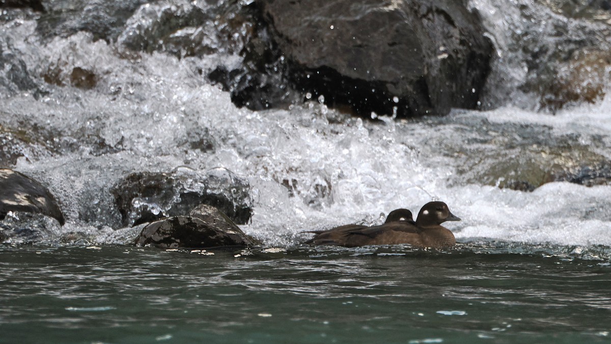 Harlequin Duck - ML622853915