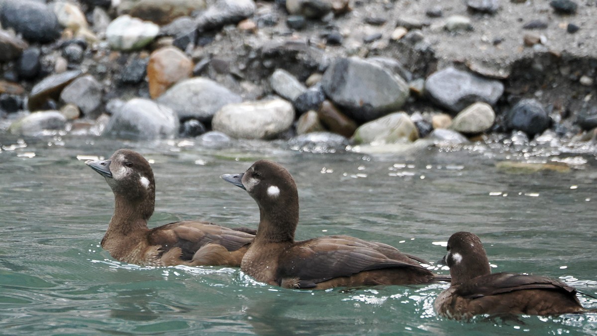 Harlequin Duck - ML622853916