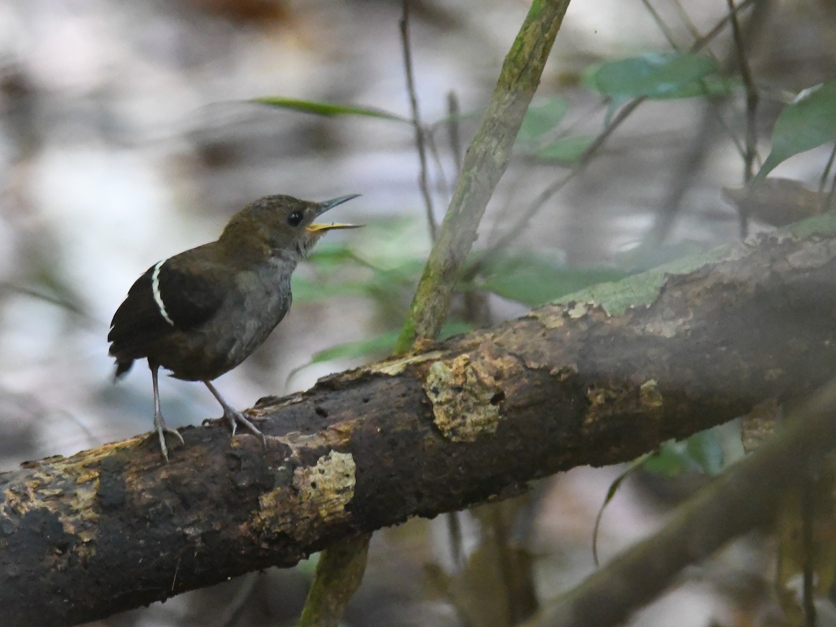 Wing-banded Wren - ML622853924