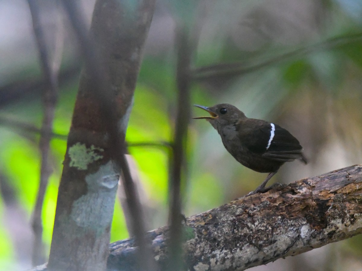 Wing-banded Wren - ML622853925