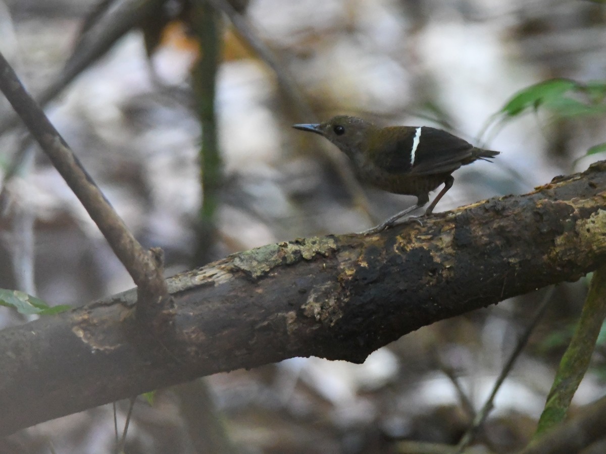 Wing-banded Wren - ML622853926