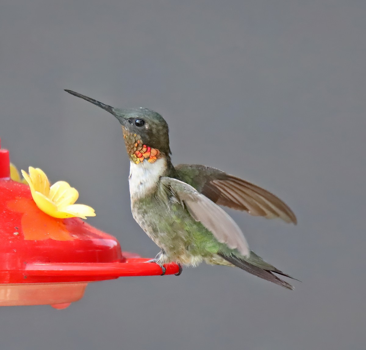 Ruby-throated Hummingbird - ML622854096