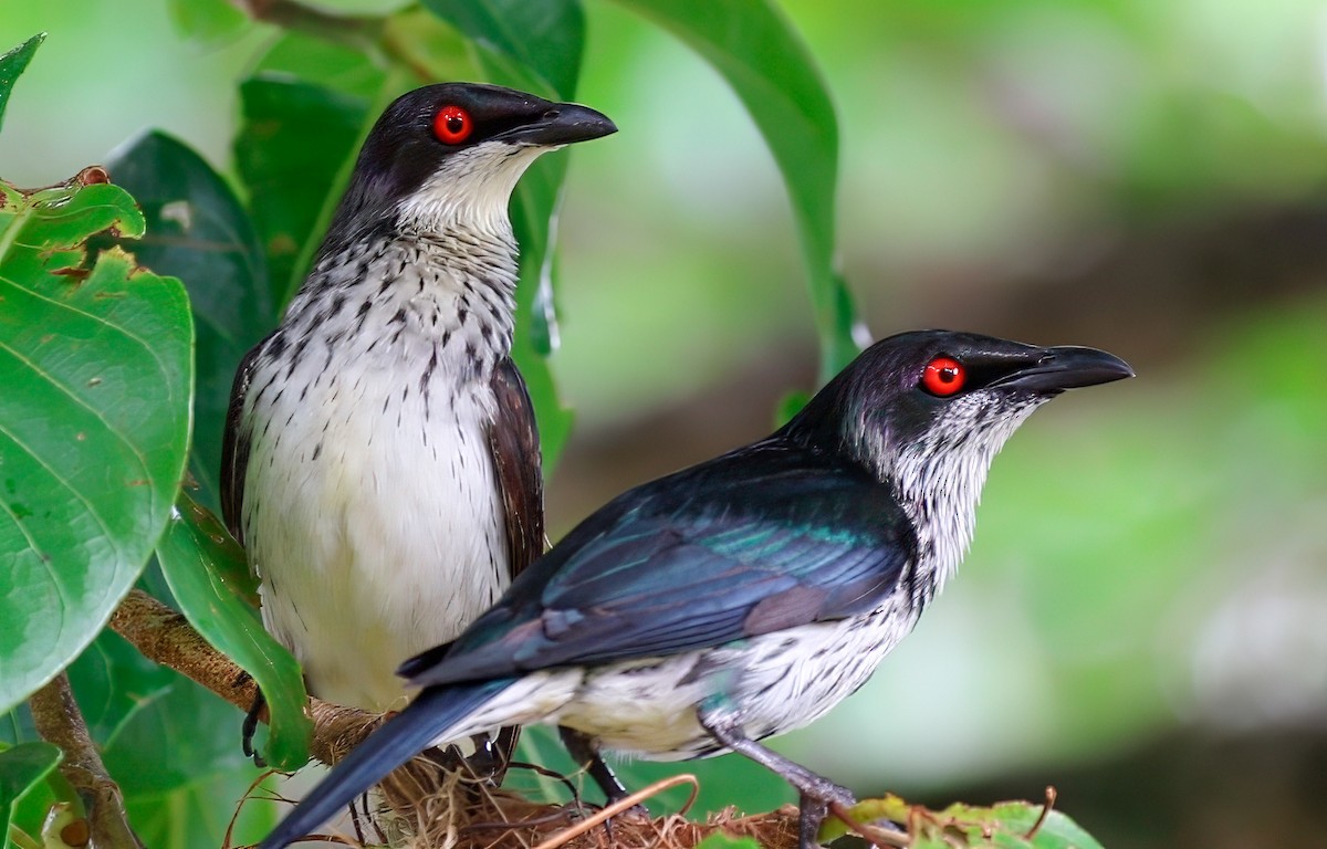 Metallic Starling - ML622854106