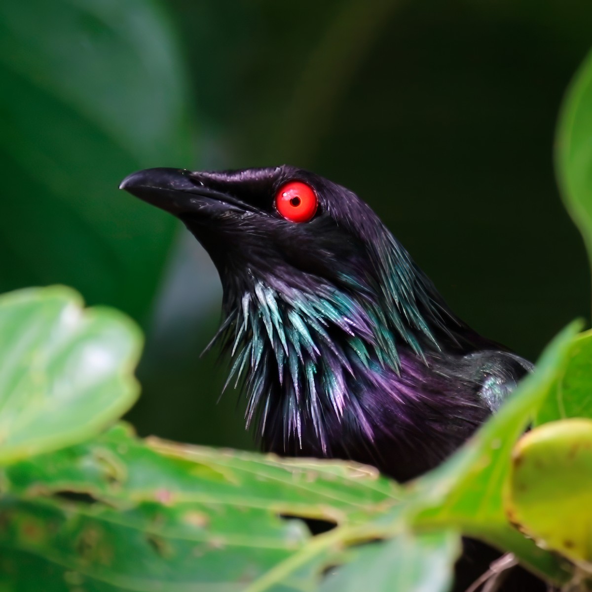 Metallic Starling - ML622854107