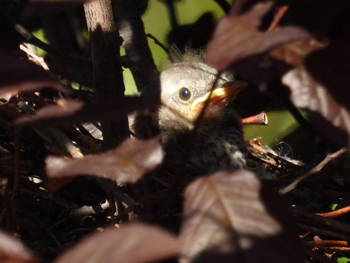 Northern Mockingbird - Pat Whittle