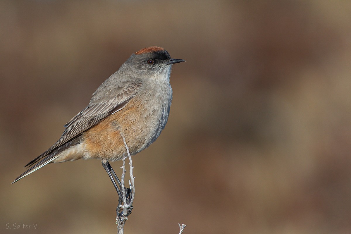 Cinnamon-bellied Ground-Tyrant - ML622854244