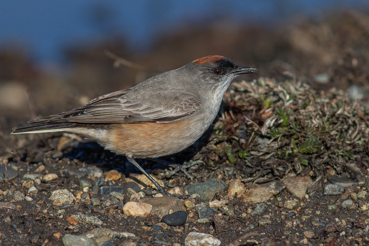 Cinnamon-bellied Ground-Tyrant - ML622854245