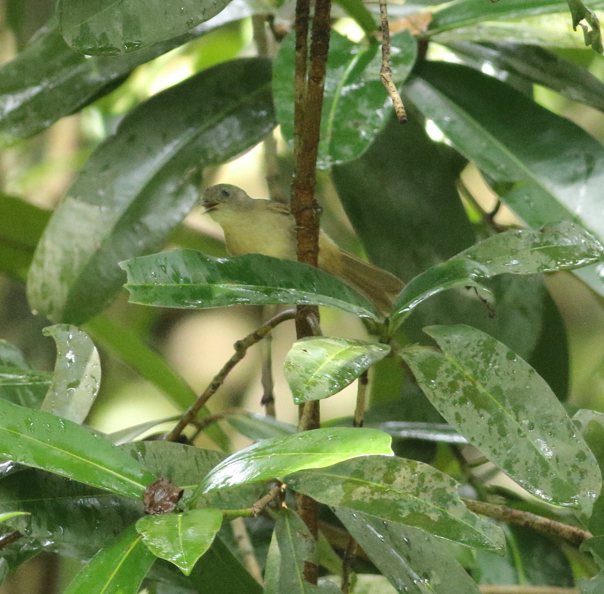 Brown-cheeked Fulvetta - ML622854252