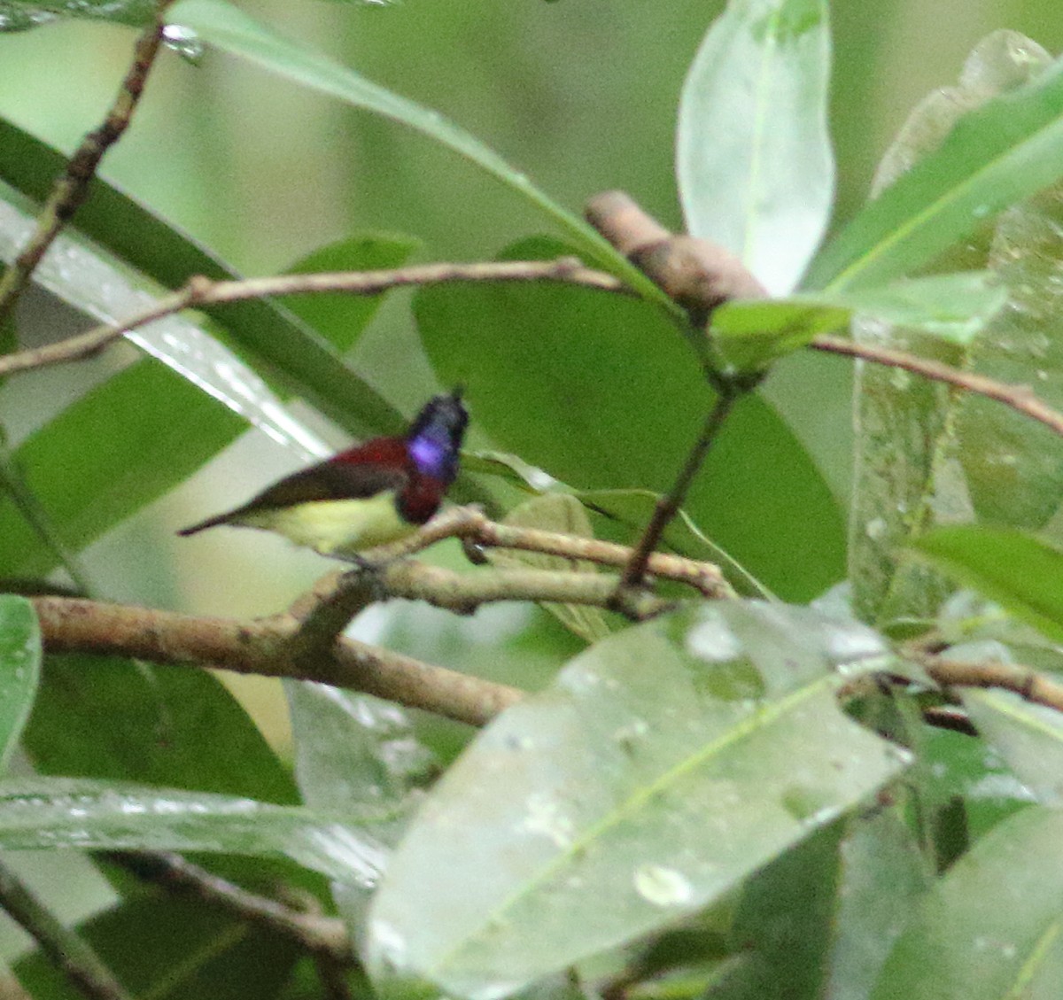 Crimson-backed Sunbird - ML622854304