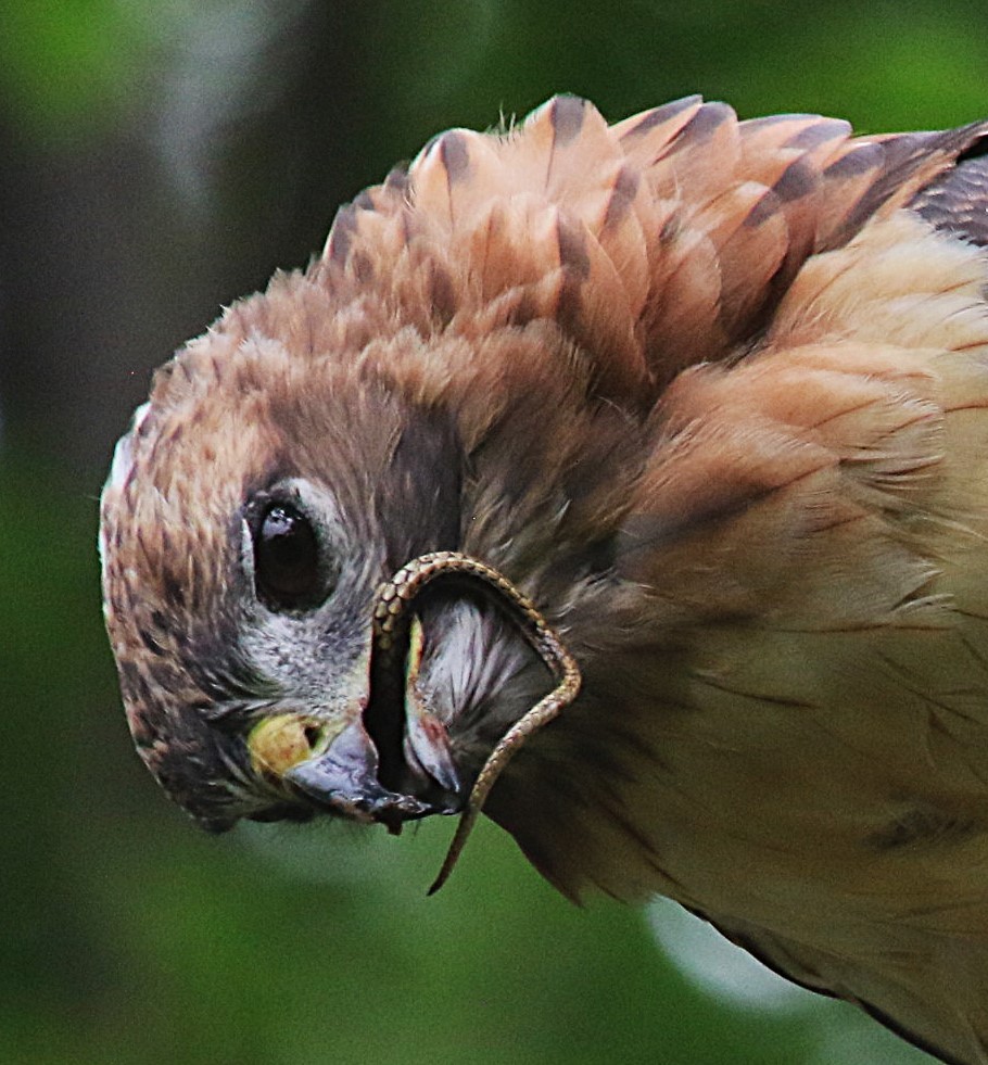 Red-tailed Hawk - David Leatherman