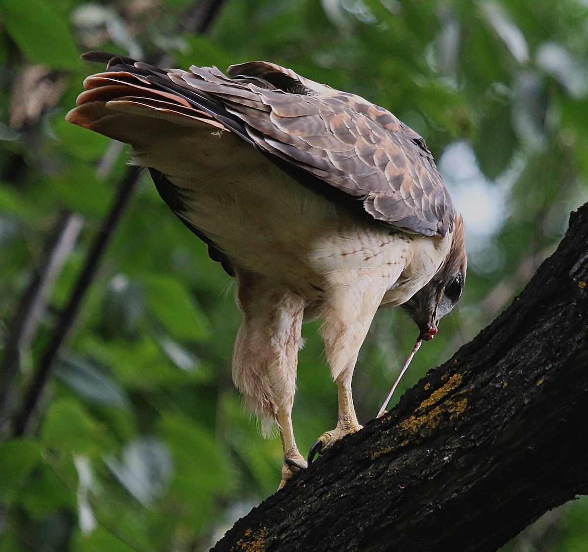 Rotschwanzbussard - ML622854353