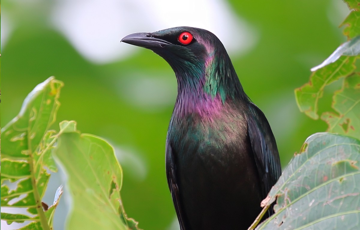 Metallic Starling - ML622854416