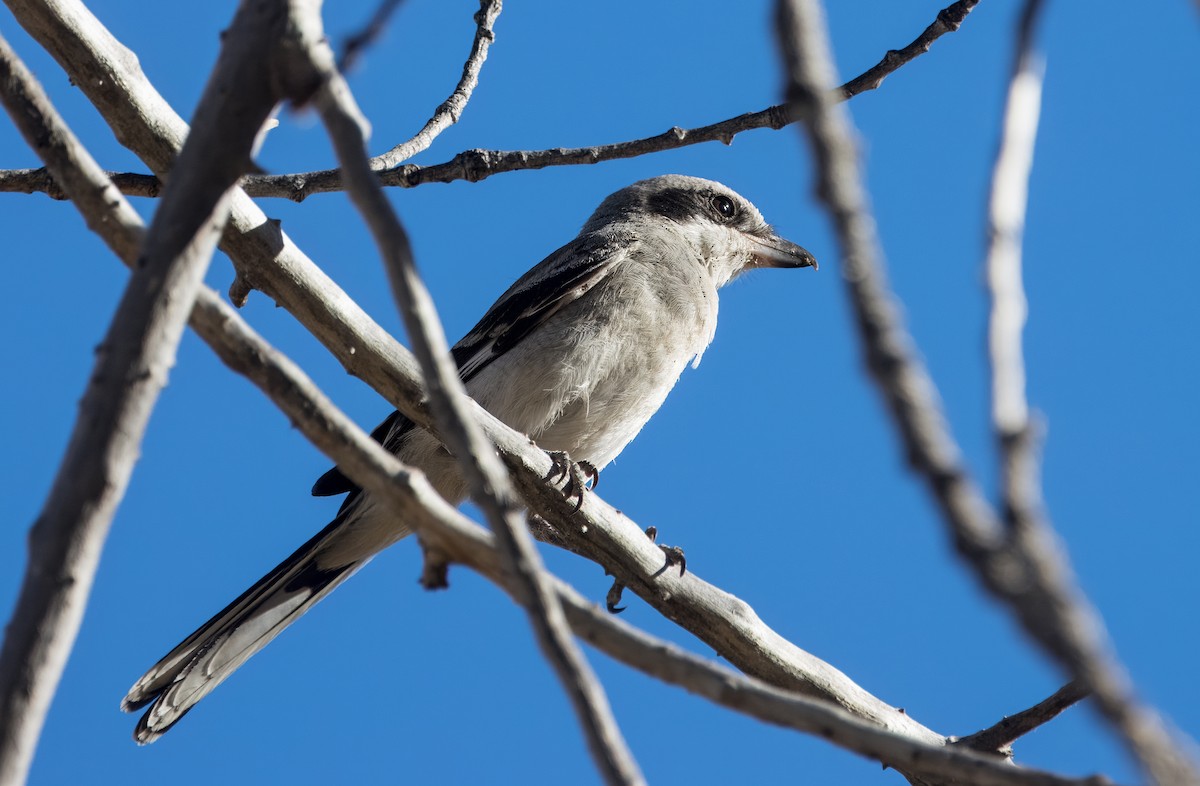 Loggerhead Shrike - ML622854447
