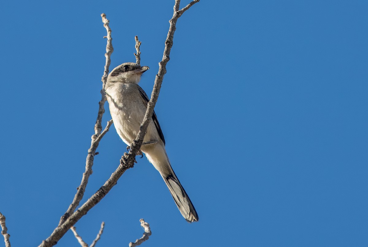 Loggerhead Shrike - ML622854448