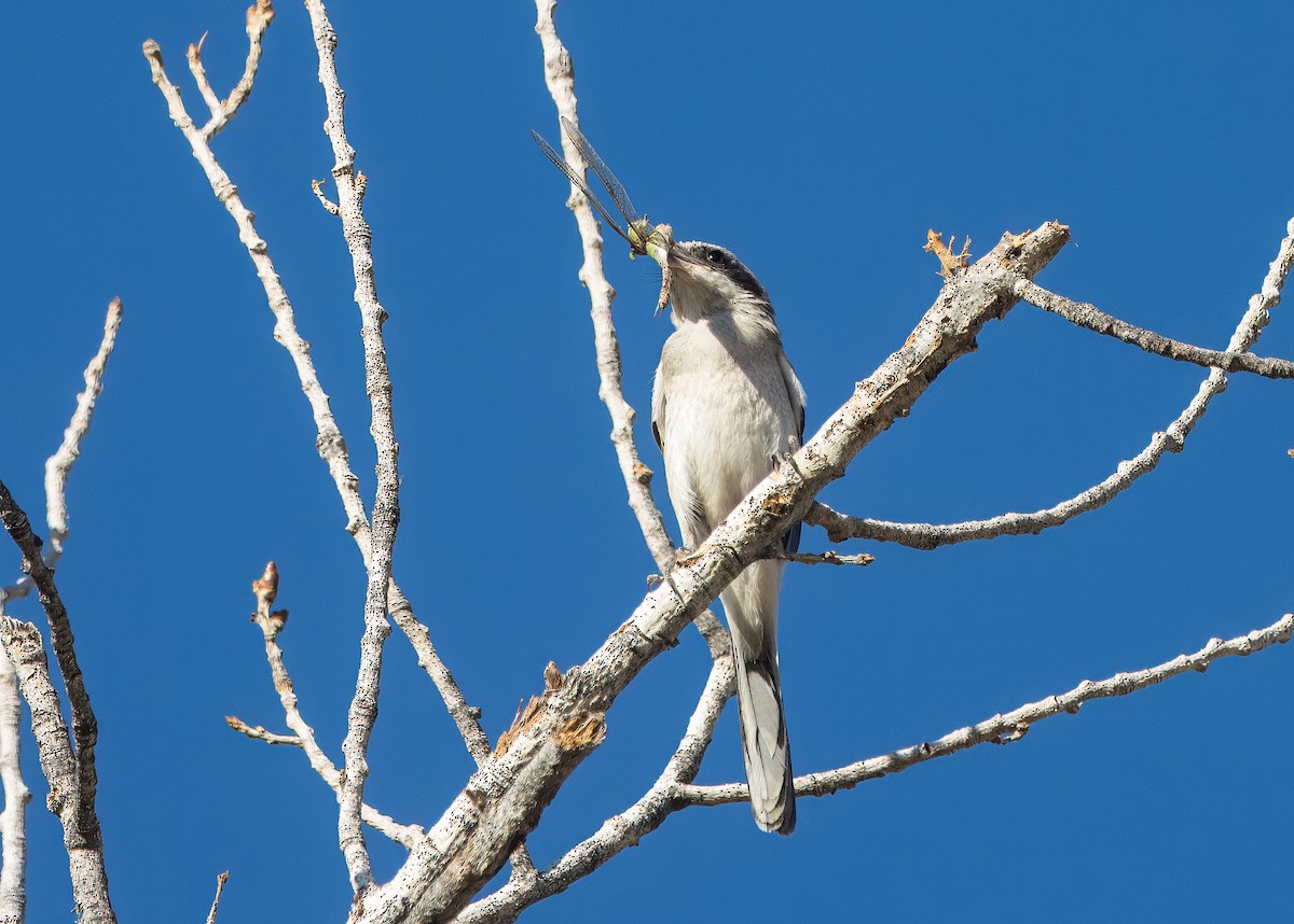 Loggerhead Shrike - ML622854449