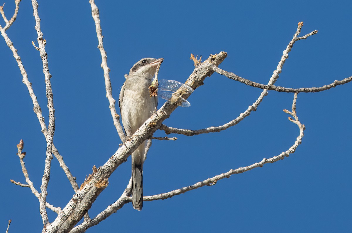 Loggerhead Shrike - ML622854454