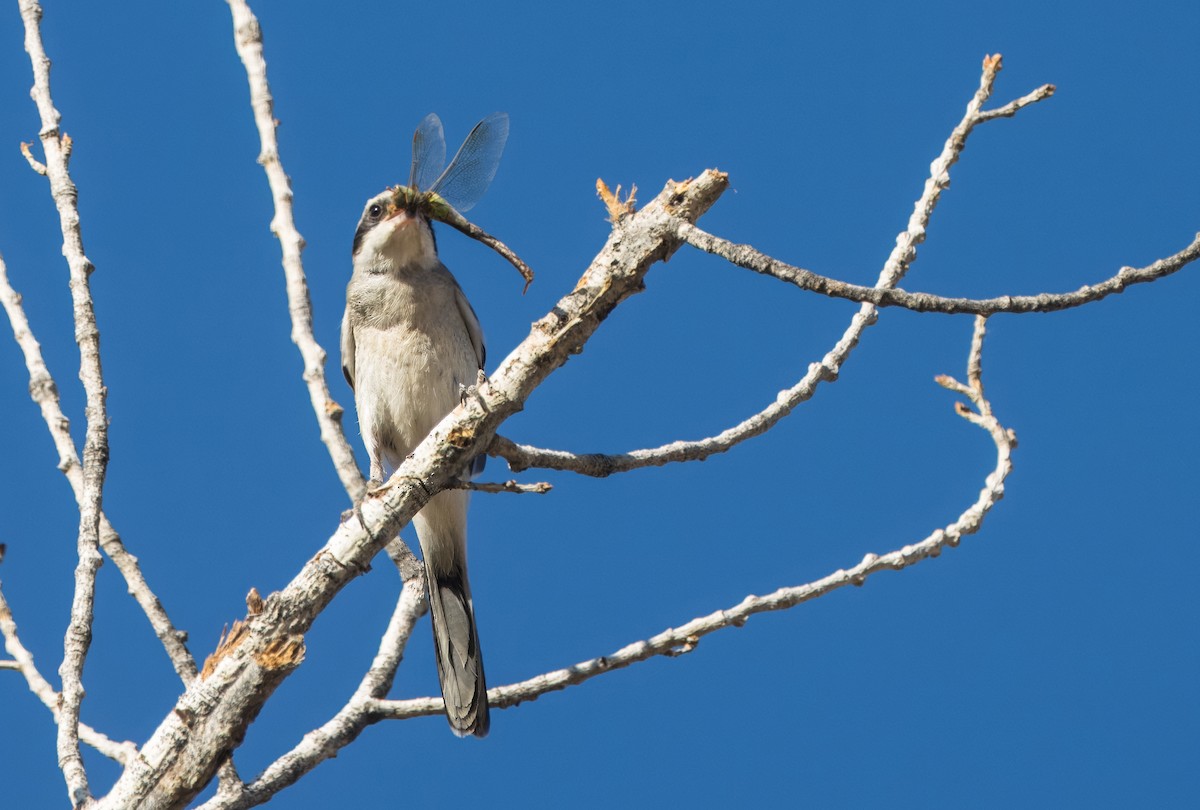 Loggerhead Shrike - ML622854455