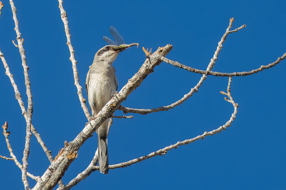 Loggerhead Shrike - ML622854456