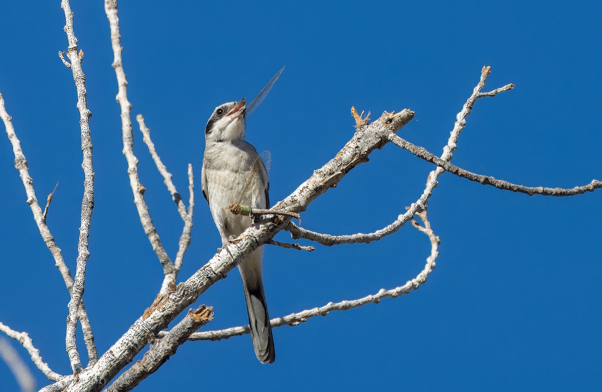 Loggerhead Shrike - ML622854457