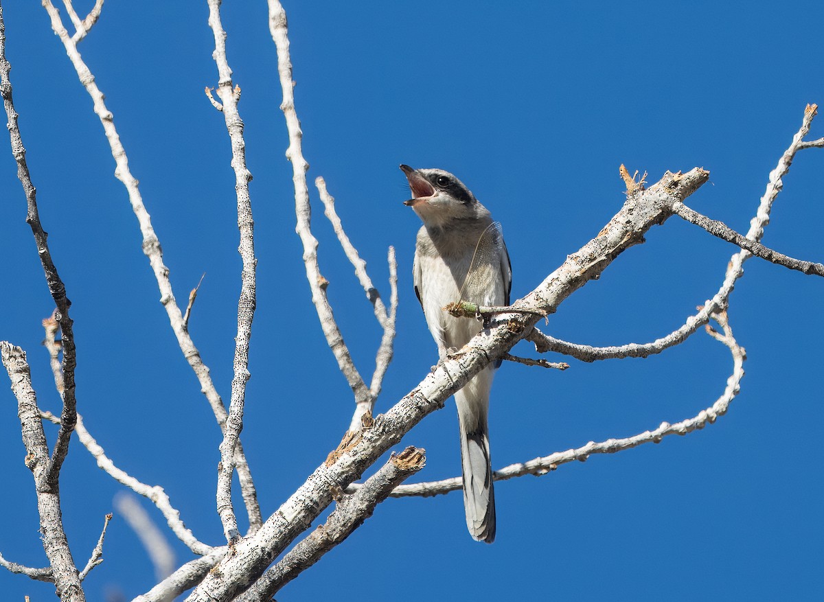 Loggerhead Shrike - ML622854458