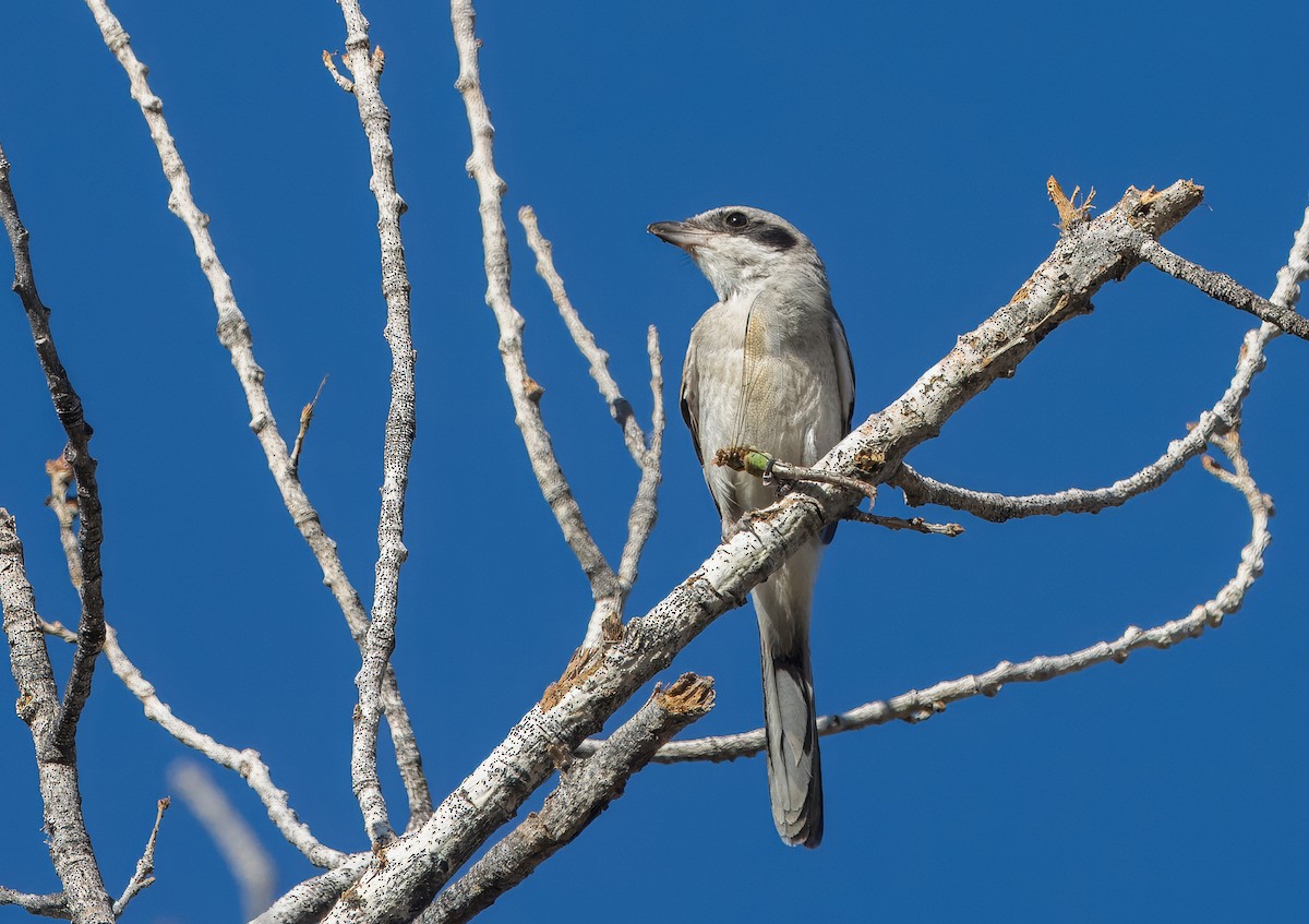 Loggerhead Shrike - ML622854459