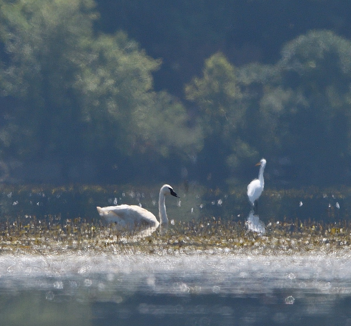 Trumpeter Swan - ML622854460