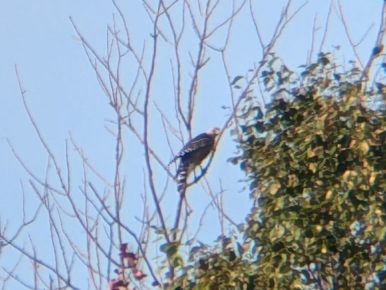 Red-shouldered Hawk - Matthew Tobey