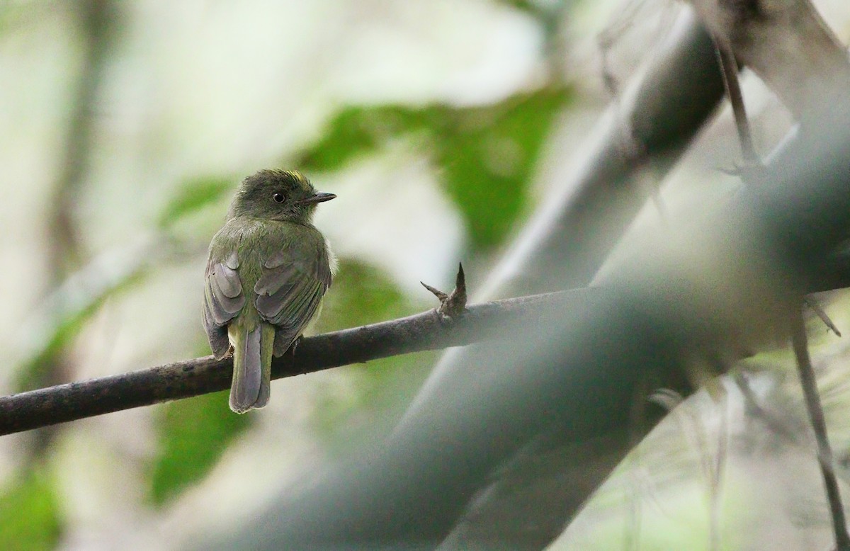 Manakin à ventre jaune - ML622854538