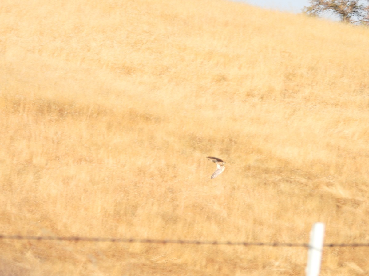 American Kestrel - Mark Donahue