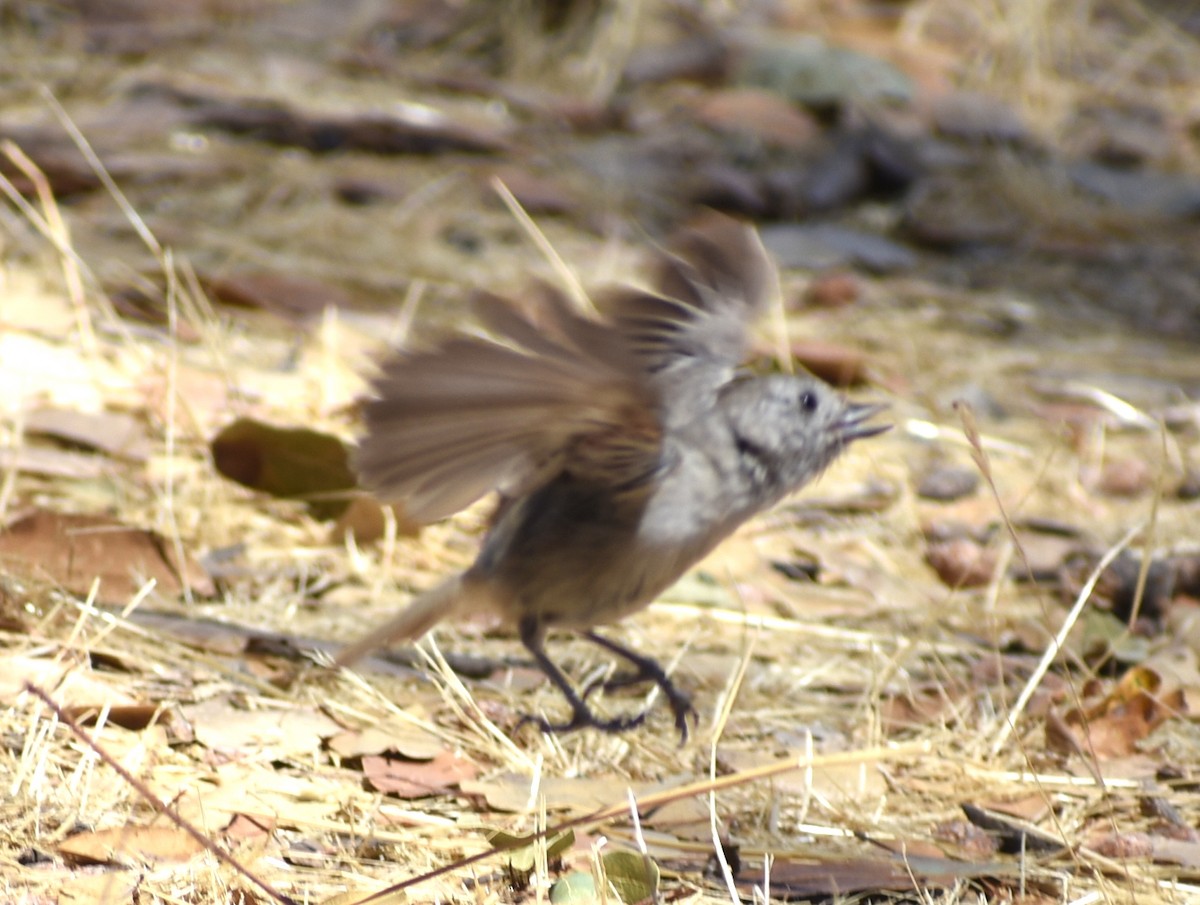 Oak Titmouse - ML622854717