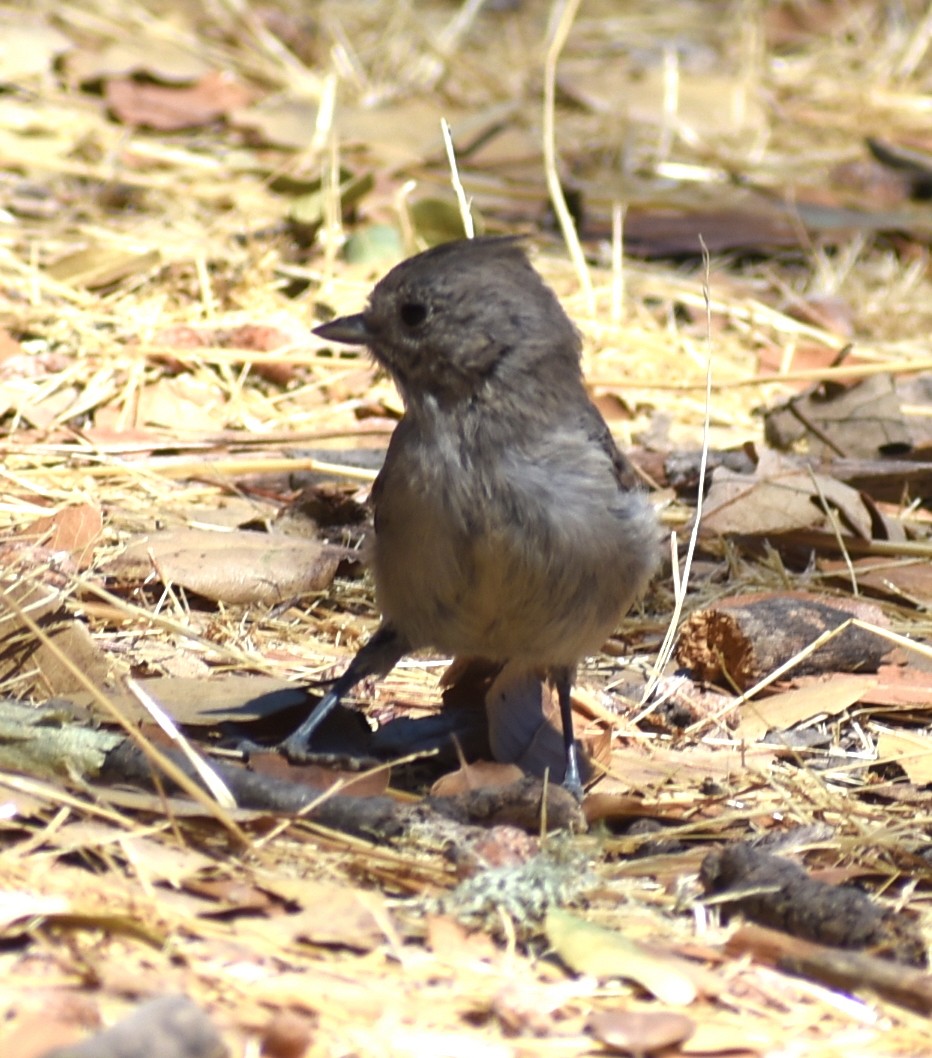 Oak Titmouse - ML622854719