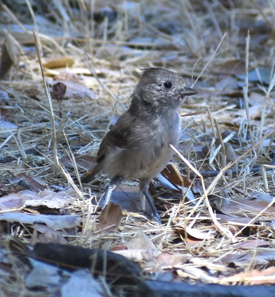 Oak Titmouse - ML622854724