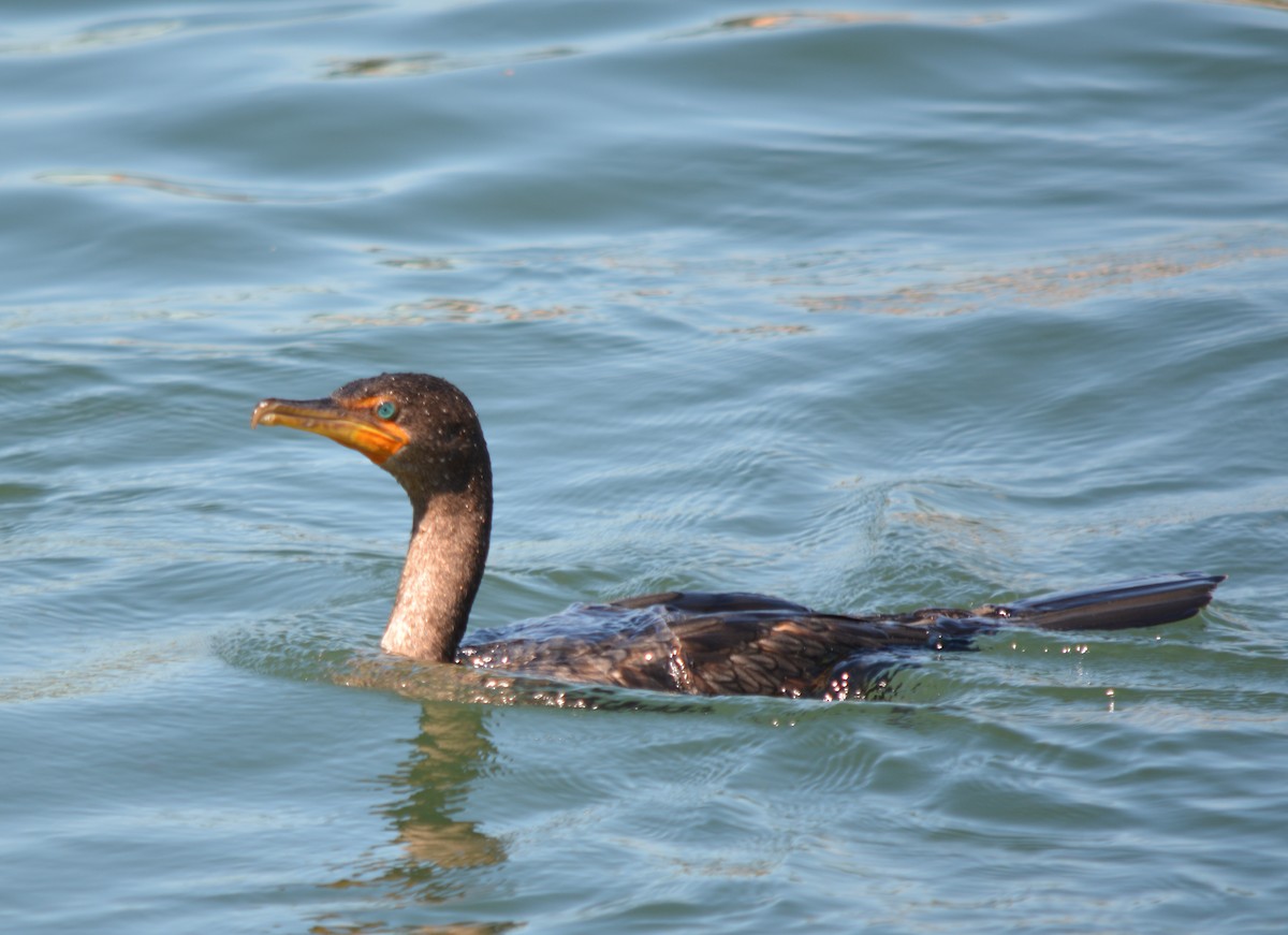 Double-crested Cormorant - ML622854729