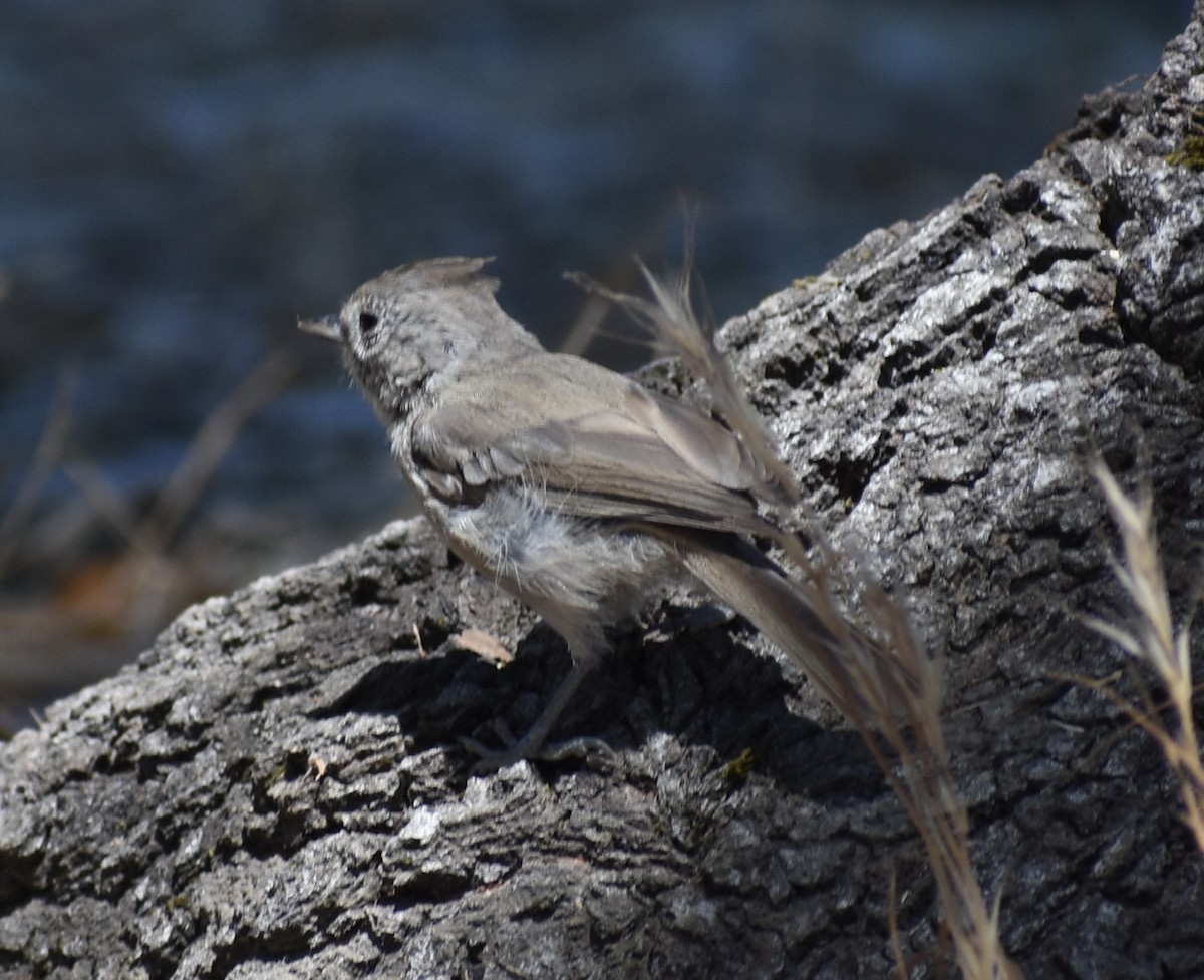 Oak Titmouse - ML622854734