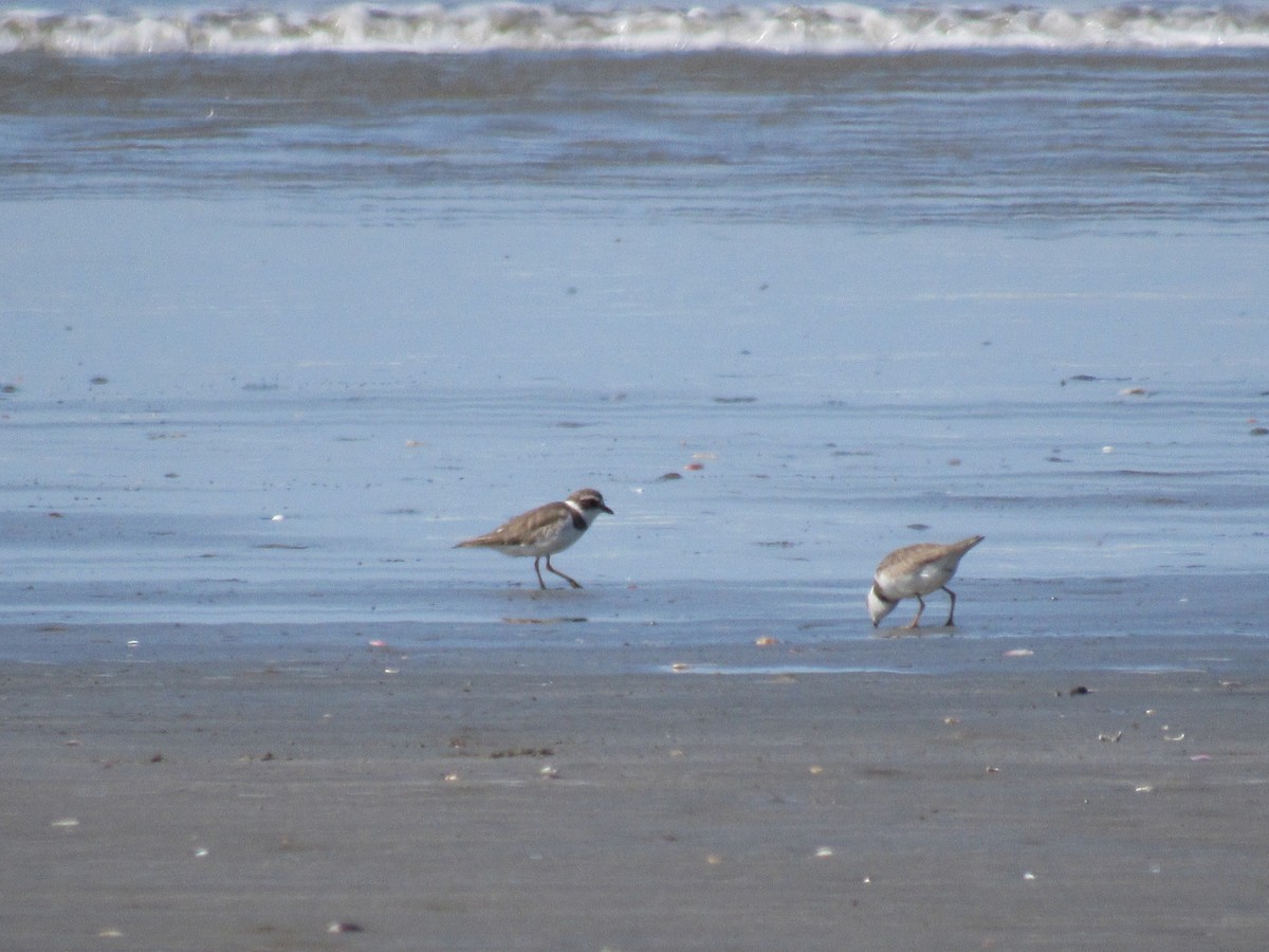 Collared Plover - Karen Adriana Conceição Silva Passos