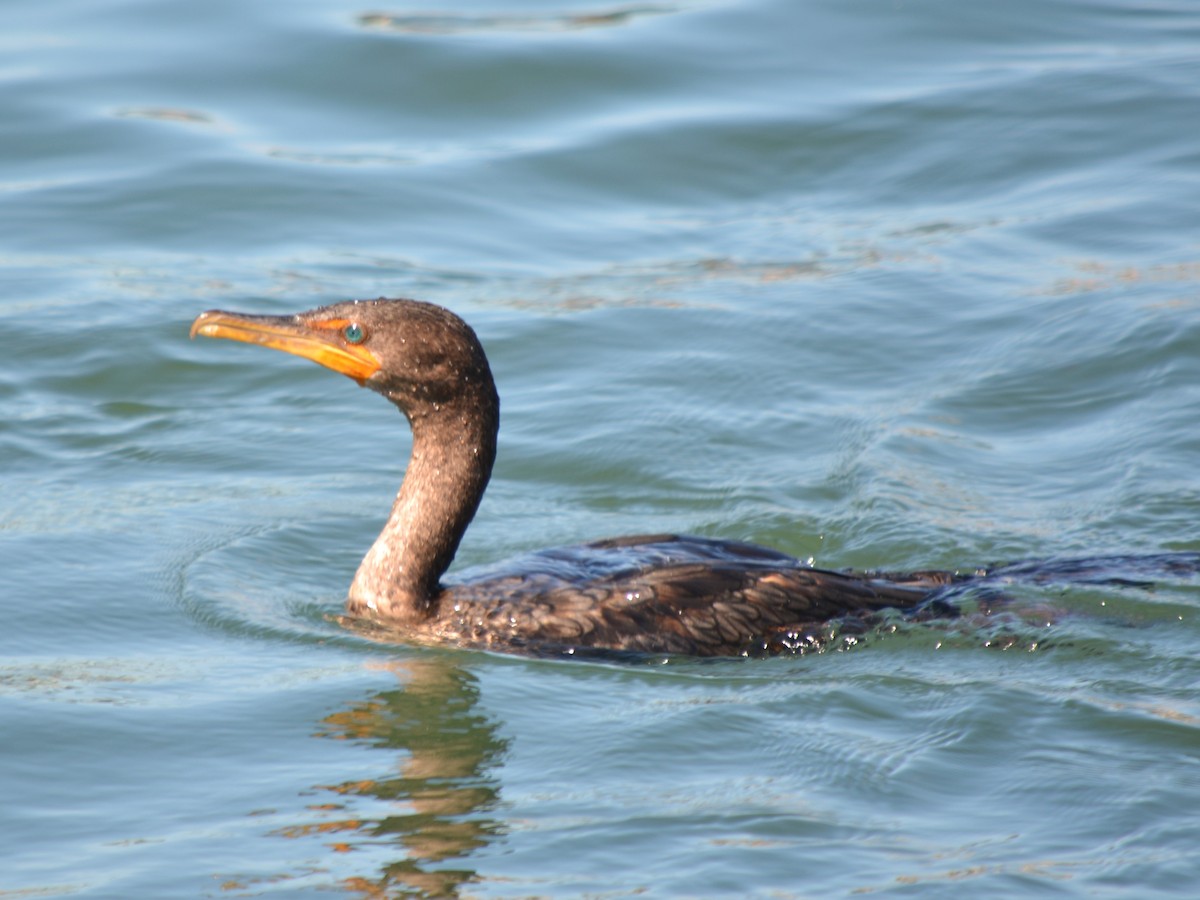 Double-crested Cormorant - ML622854794