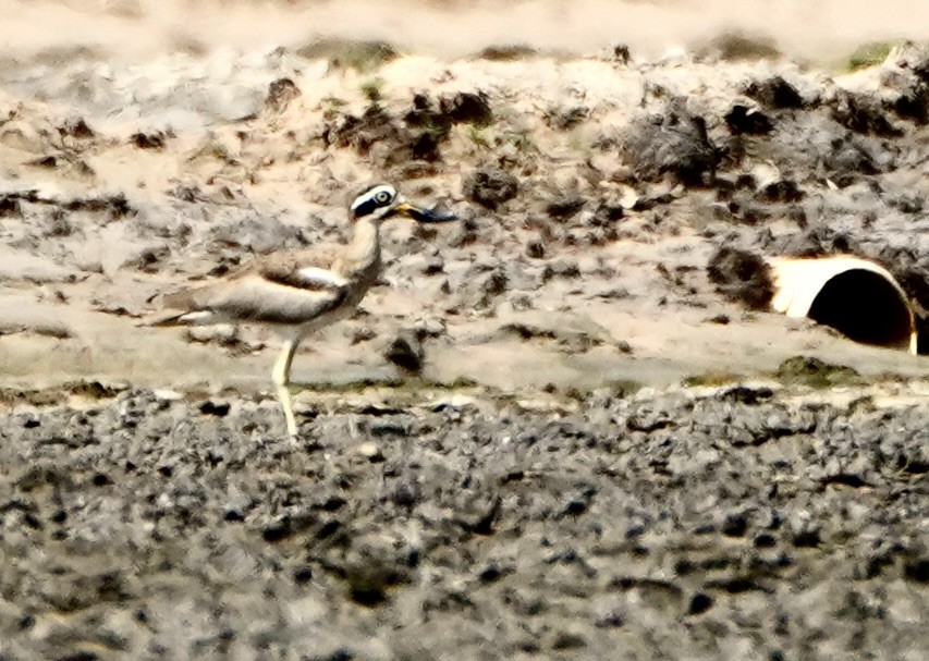 Great Thick-knee - ML622854925