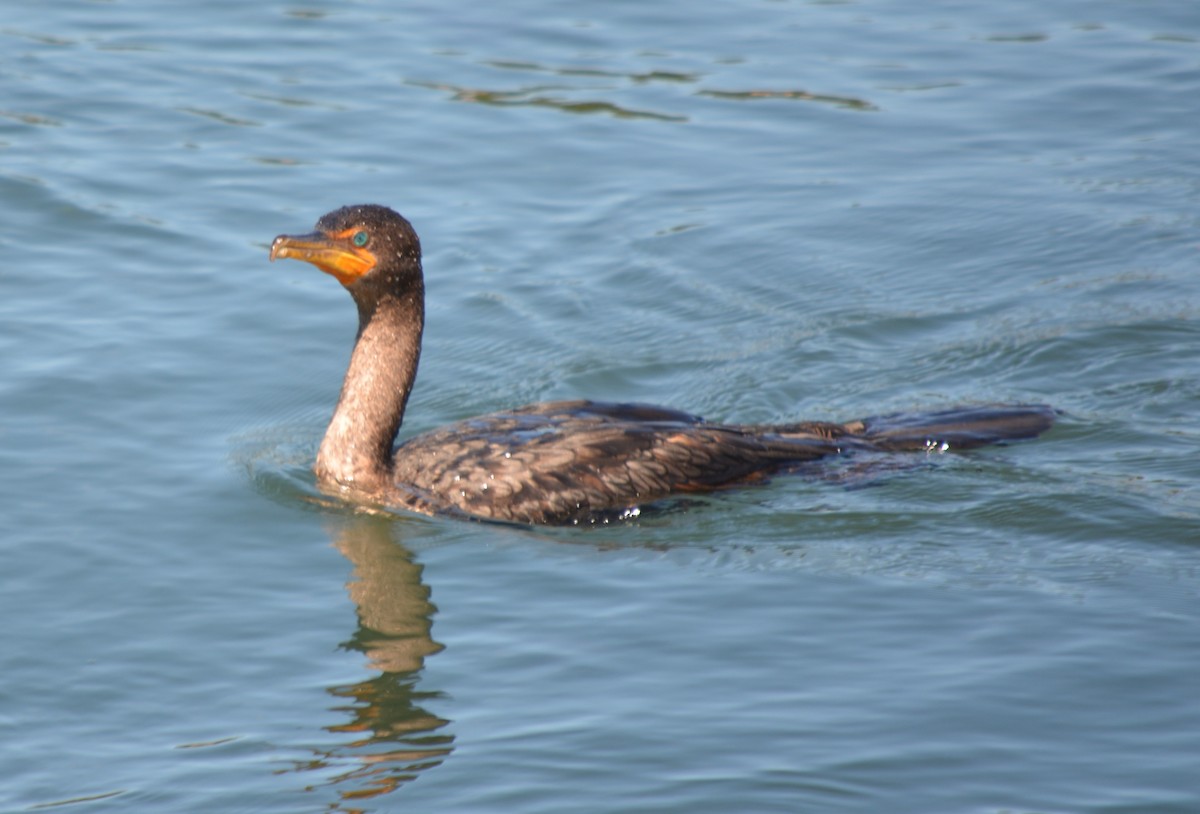 Double-crested Cormorant - ML622854947