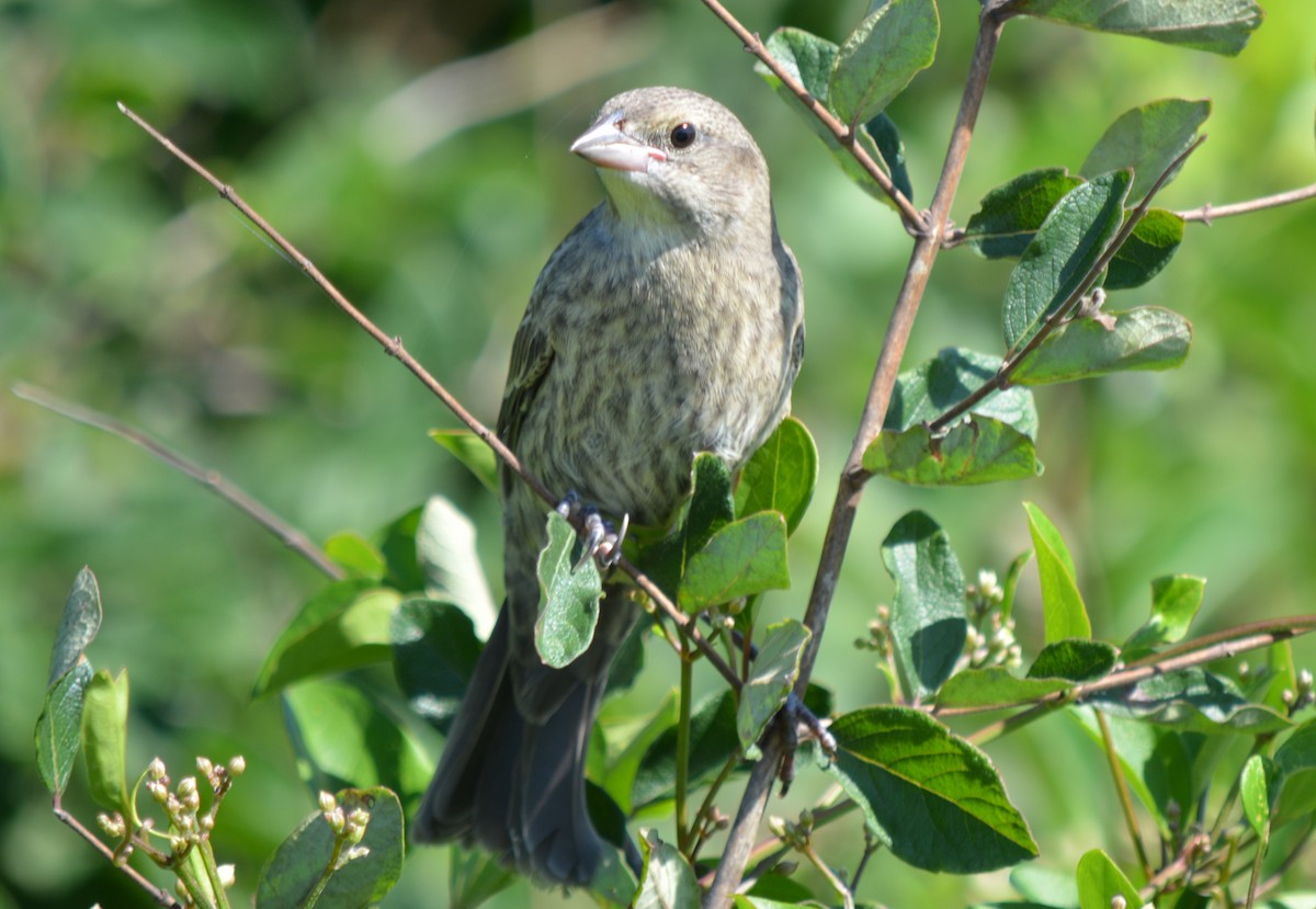 Brown-headed Cowbird - ML622854961