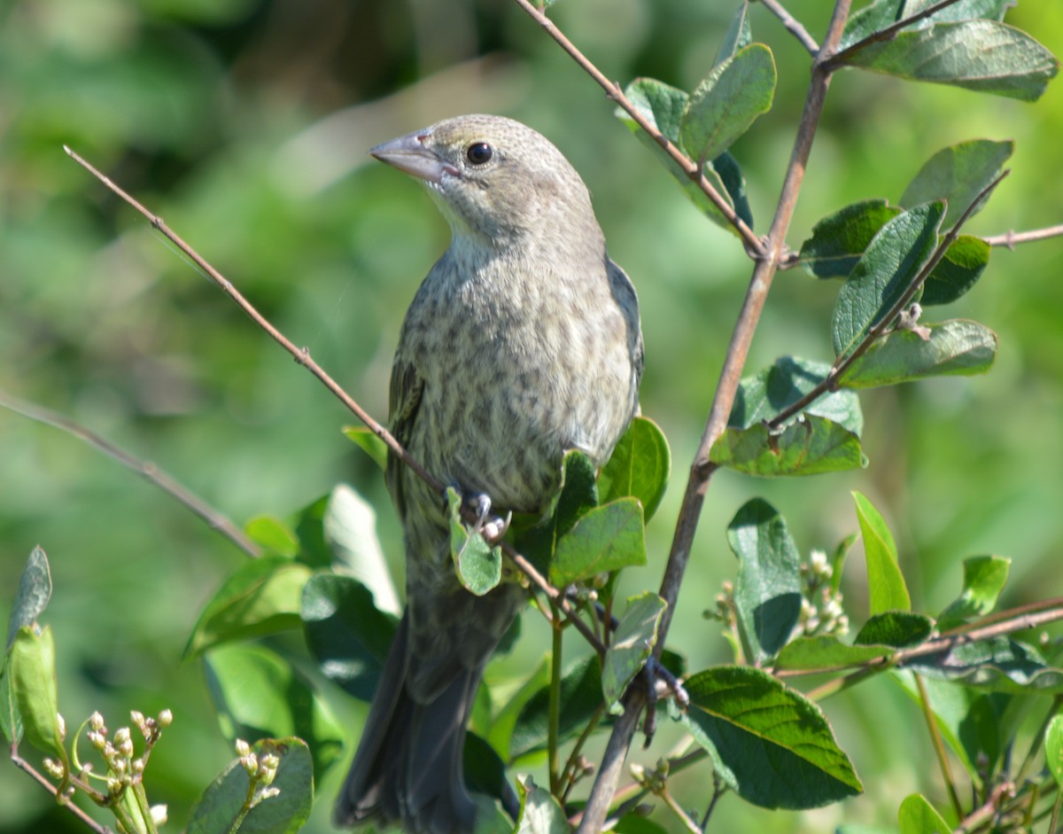 Brown-headed Cowbird - ML622854965