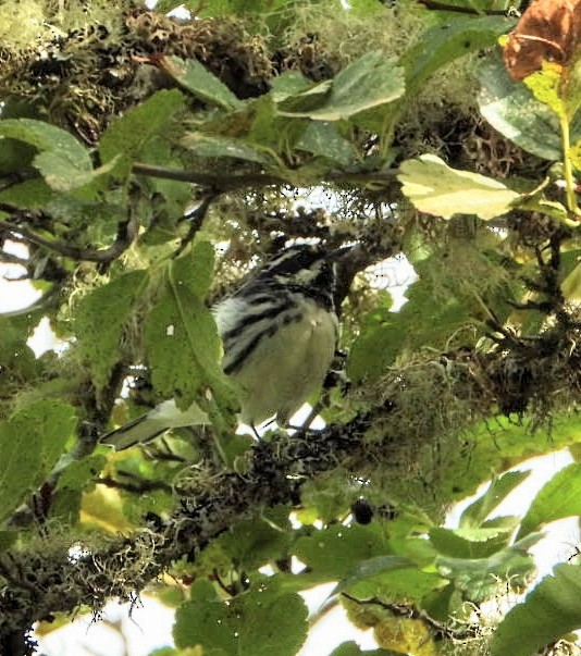 Black-throated Gray Warbler - Brodie Cass Talbott