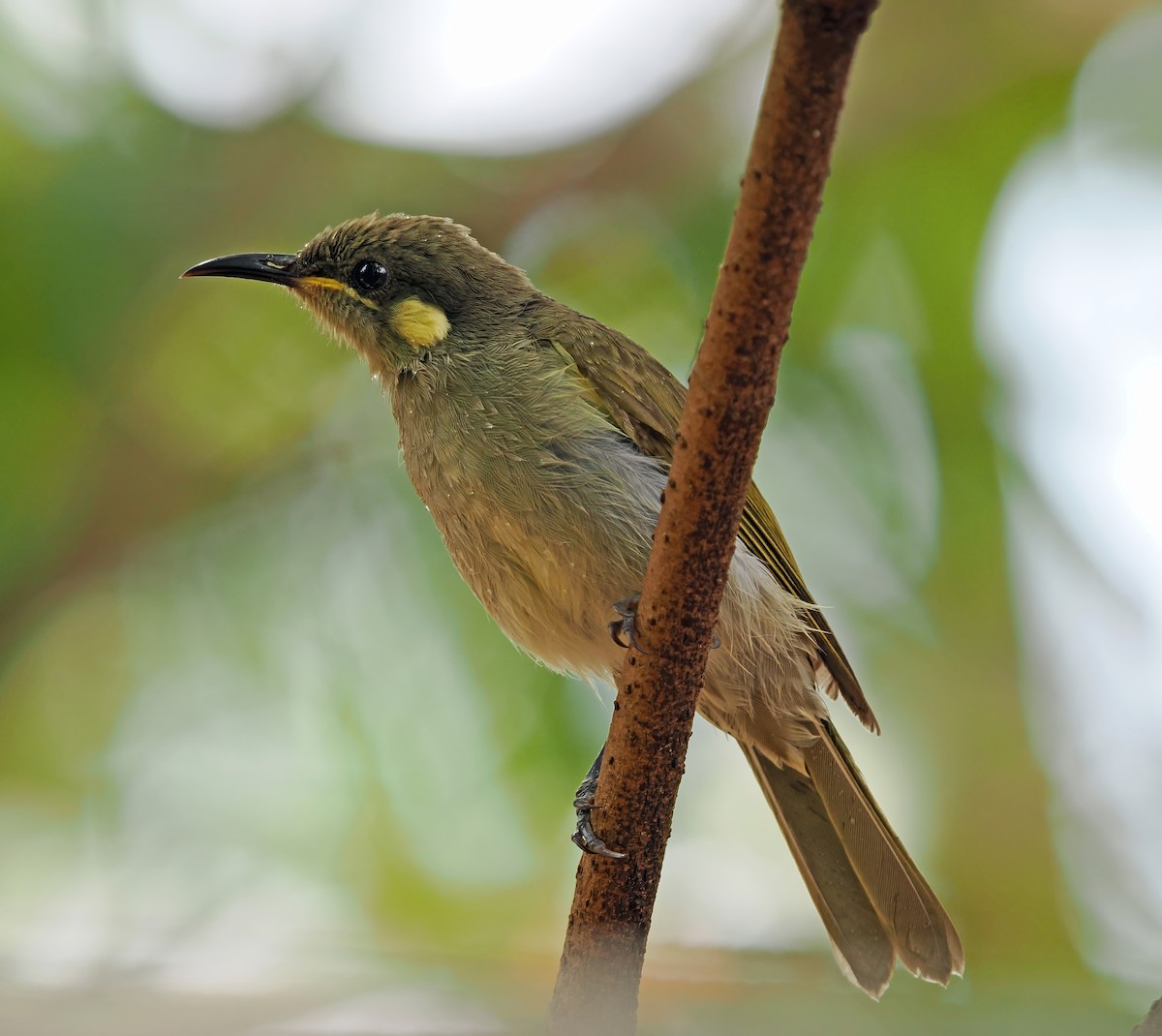 Graceful Honeyeater - ML622854980