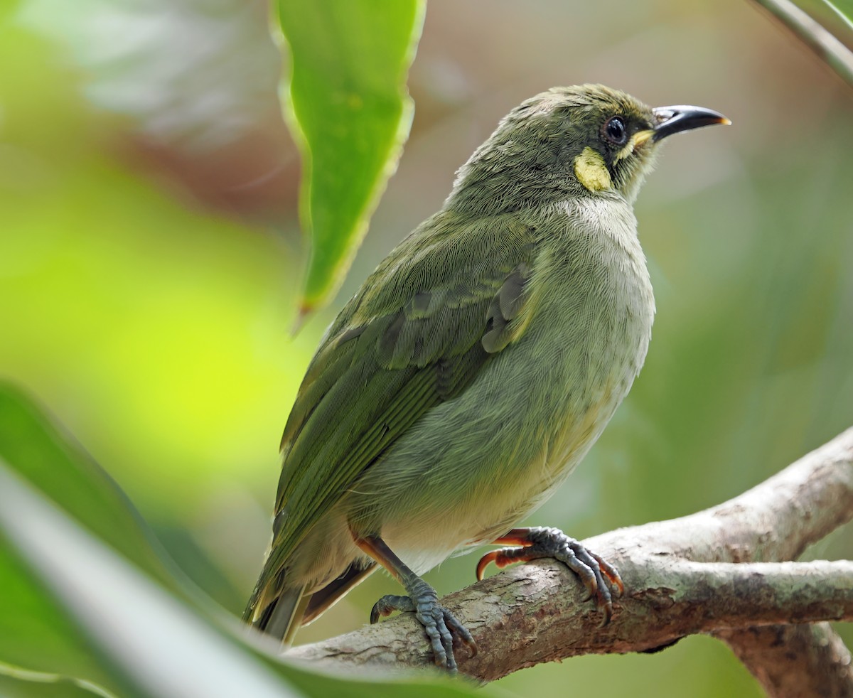 Graceful Honeyeater - ML622854981